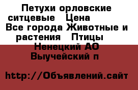 Петухи орловские ситцевые › Цена ­ 1 000 - Все города Животные и растения » Птицы   . Ненецкий АО,Выучейский п.